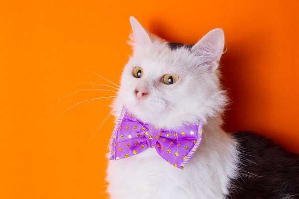 Os gatinhos resgatados pela Catland