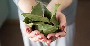 Comece a queimar folha de louro em casa e mude a sua vida da água para o vinho