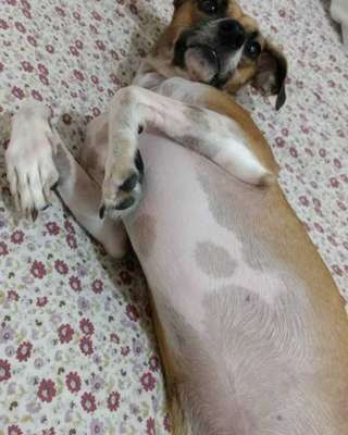 Veja alguns dos cães e gatos que já estão participando do #MostreABarriguinha!