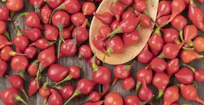 Benefícios da pimenta biquinho: ótima para a digestão e controle da saciedade