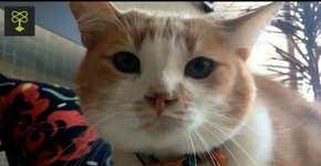 Conheça a história de gato, um bichano que estava à beira da morte