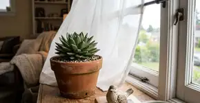 No Peru a suculenta é resistente a tudo, porque nunca a deixam perto de janelas que pegam vento frio