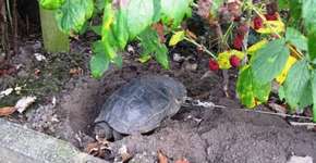 Jabuti tem casco furado e é acorrentado para não fugir de casa