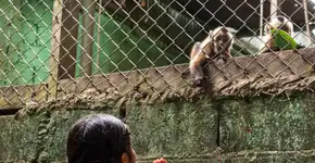 Macaco preso em zoo demonstra sua angústia ao estender a mão para