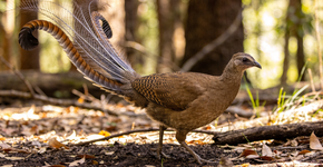 Foto: (Imagem sem texto alternativo disponivel ID [2727295])