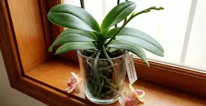 Foto: (Imagem sem texto alternativo disponivel ID [2751478])