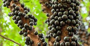 Foto: (iStock/TacioPhilip)