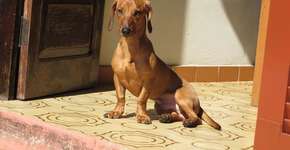 Foto: (Imagem sem texto alternativo disponivel ID [1021440])