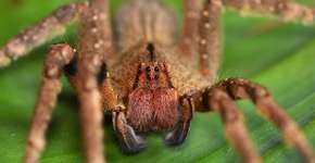 9 grupos de animais invertebrados e suas principais características