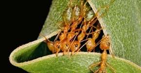 Funcionalidade, beleza e inovação na arquitetura da vida selvagem