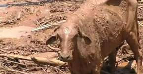 Veterinários aguardam autorização para salvar animais em MG