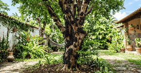 Foto: (Imagem sem texto alternativo disponivel ID [2767801])