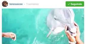 Golfinho devolve celular de turista que deixou cair no mar