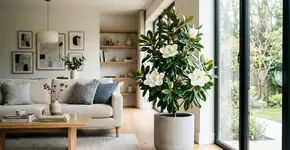 A árvore americana milenar ideal para perfumar o jardim, e ainda cresce em vaso
