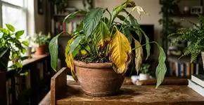 Por que as folhas do meu lírio-da-paz estão ficando amarelas? 3 passos para restaurar a cor verde