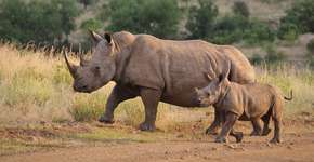 Rinocerontes ameaçados de extinção são mortos em Botsuana