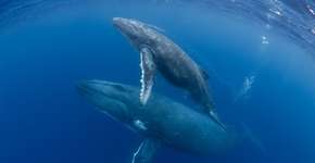 Baleias sussurram para alertar seus filhotes sobre predadores