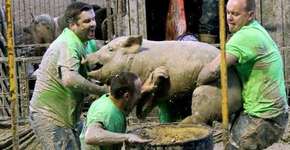 Ativistas lutam pela proibição de lutas de porcos