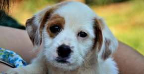 Foto: (iSTOCK/NancyAyumi)