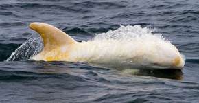 Foto: (Imagem sem texto alternativo disponivel ID [1451817])