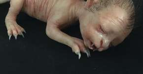 Foto: (Imagem sem texto alternativo disponivel ID [1766171])