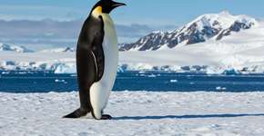 Foto: (Imagem sem texto alternativo disponivel ID [2626963])