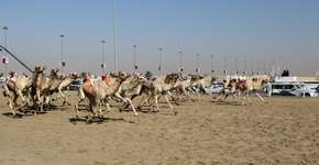 Os camelôs do esporte