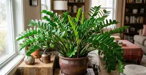 A vizinha me mostrou o que ela espalha nas zamioculcas, depois de um mês, minha planta produziu dez novos caules