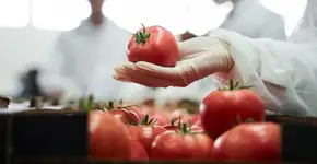 Onde guardar o tomate? Estudo revela o melhor local para conservar sabor e textura