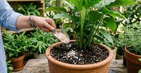 Estas 4 plantas adoram casca de ovo triturada: crescem mais rápido, ficam mais fortes e mais bonitas