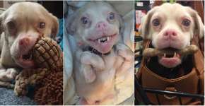 Você precisa conhecer este cãozinho que parece um morcego