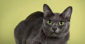 4 características do gato da raça korat 