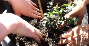 Em Seattle, horta e pomar urbanos garantem alimentos gratuitos de qualidade