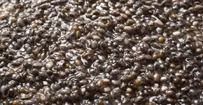 Estudo revela superalimento aliado na prevenção de Câncer e AVC