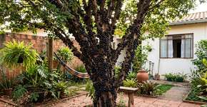 Essa frutífera que é um verdadeiro espetáculo no quintal com colheitas fartas que além de atraírem pássaros coloridos iluminam a mesa com um sabor inesquecível