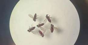 Febre do Oropouche se espalha pelo Brasil; conheça os sintomas