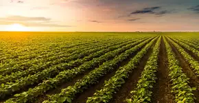 Escola em SP oferece curso técnico gratuito em agropecuária