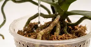 Foto: (Imagem sem texto alternativo disponivel ID [2695107])