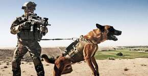 Cães explorados na guerra do Afeganistão retornam para casa