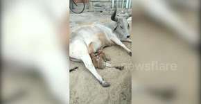 Vaca adota e amamenta filhotes órfãos de cachorro