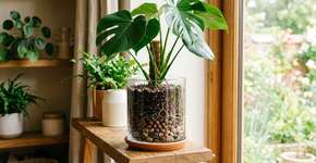 É por isso que cada vez mais jardineiros estão colocando uma simples colher no vaso de flores