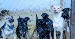 Doria corta vagas para castração de animais de rua, diz protetora