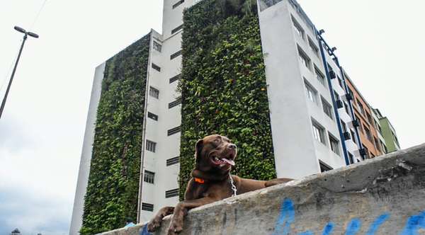 Minhocão é um espaço perfeito para passear com os cães - Fotos: Cris Berger