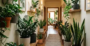 4 plantas que crescem na sombra e se adaptam bem a corredores fechados e sem ventilação