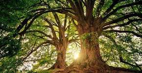 Indígenas relacionam destruição de florestas ao coronavírus