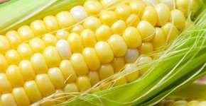 Escócia anuncia a proibição de cultivo de produtos transgênicos no país