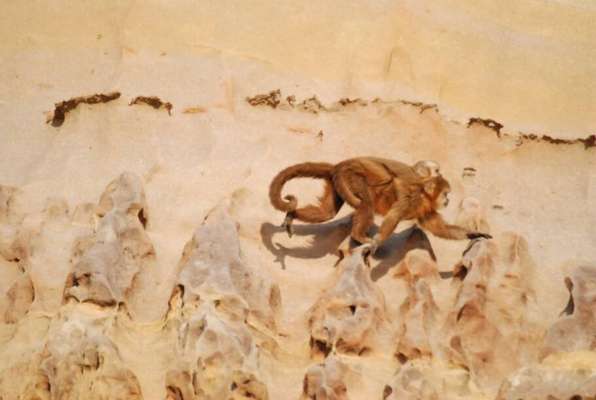 Macaco Prego da Caatinga - por Eraldo Peres