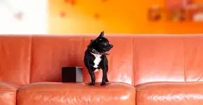 Dispositivo permite que dono brinque com pet à distância