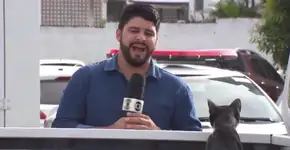 Gato rouba a cena em reportagem e viraliza na internet; veja vídeo