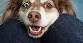 Estudo aponta aumento no número de cachorros com ansiedade